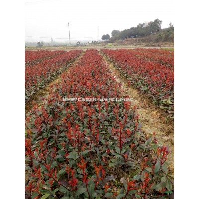 郴州紅葉石楠苗，湖南優質紅葉石楠小苗，紅葉石楠小苗價格