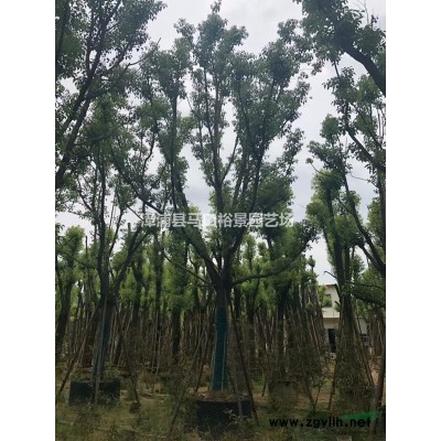 主營(yíng)福建紅葉石楠球，紅葉石楠球價(jià)格，福建紅葉石楠冠幅飽滿
