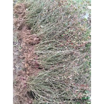 批發(fā)常綠灌叢金森女貞綠化工程苗 盆栽花卉 園林苗木工程綠化