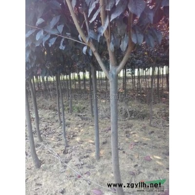 紅葉石楠4*新價格/紅葉石楠4報價