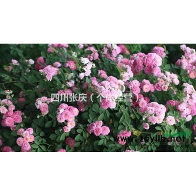四川薔薇，龜甲冬青  紅葉石楠  金葉女貞 金邊黃楊大量供應(yīng)