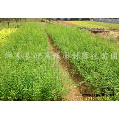 金森女貞小苗