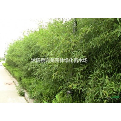 供應法國冬青_珊瑚_法青苗木