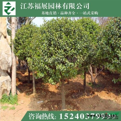 江蘇法國冬青