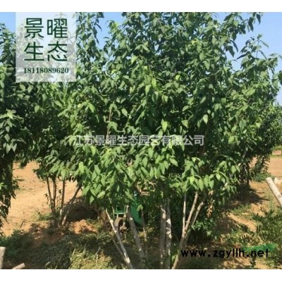 江蘇法國冬青、法青、珊瑚樹、青珊瑚哪里便宜/哪里優惠