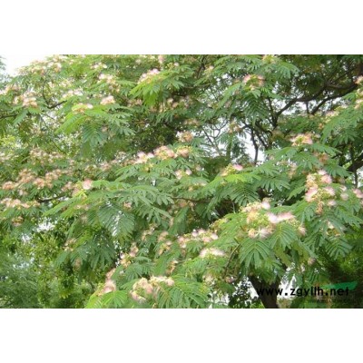 紅葉石楠*新價格/紅葉石楠報價