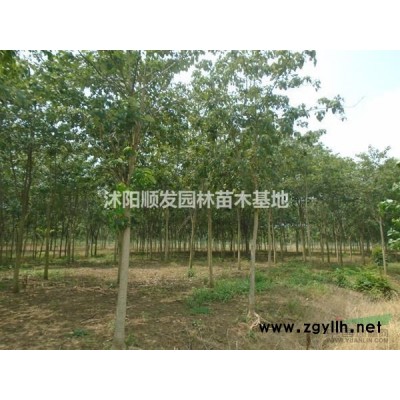 大小規(guī)格法國冬青5基地