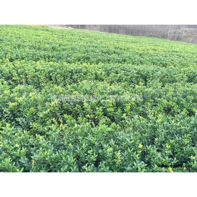 1.5米高紅葉石楠球價(jià)格 綠化工程樹苗紅葉石楠球批發(fā)