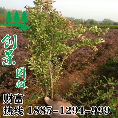 金森女貞直銷--高度30-80公分--綠化工程苗