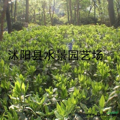 供應(yīng)紅葉石楠球 江蘇紅葉石楠球苗 批發(fā)紅葉石楠球