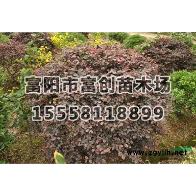 紅葉石楠球3報價/浙江紅葉石楠球3報價