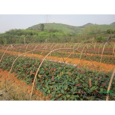 江西紅葉石楠種子介紹