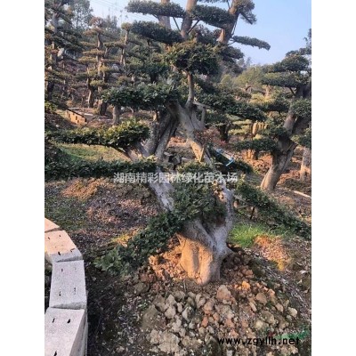 杜鵑 法國冬青 夾竹桃 金葉女貞 小葉梔子湖南苗木花價格