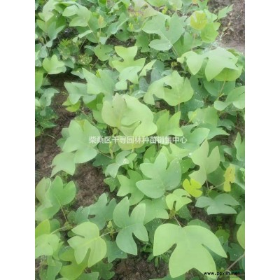 紅葉石楠小苗，江西紅葉石楠基地批發(fā)