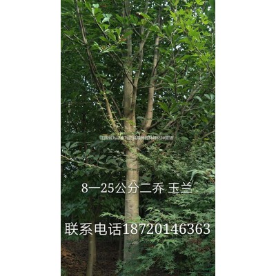 江西[產品]/江西紅葉石楠價格/報價