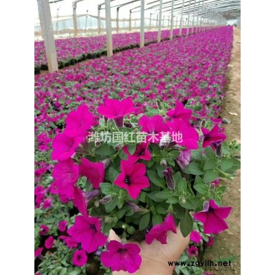 紅葉石楠，小葉扶芳藤，金葉女貞，瓜子黃楊，衛矛