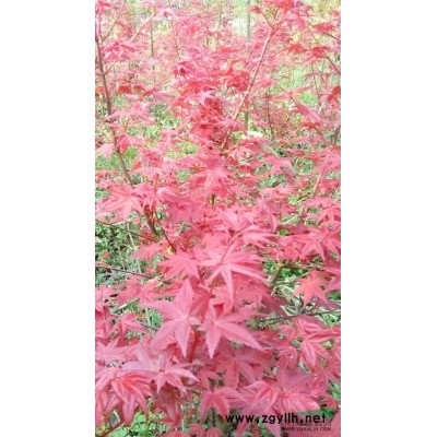 地徑1至4公分高桿紅葉石楠10株