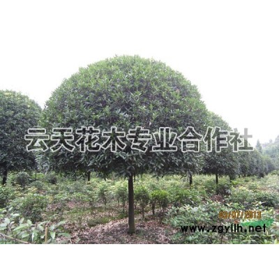 金森女貞