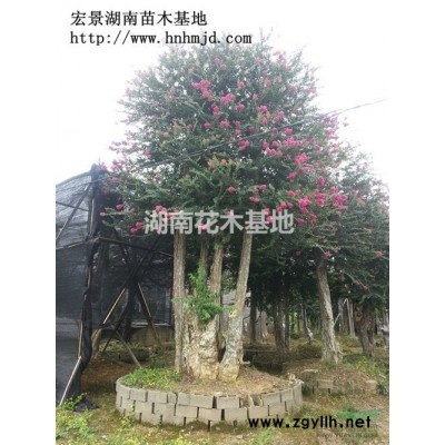 湖南紅葉石楠-高干紅葉石楠-紅葉石楠球-基地直銷!