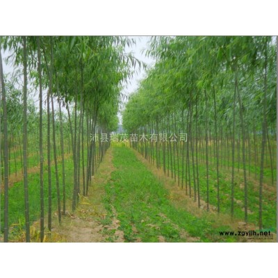 竹柳，速生楊，法桐，白蠟，北欒紅葉石楠-沛縣瑞茂苗木有限公司