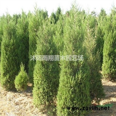 產品金森女貞價格 大杯金森女貞價格報價
