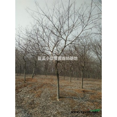 常州新力家庭農(nóng)場(chǎng)直銷(xiāo)供應(yīng)：【紅葉石楠大杯苗】等