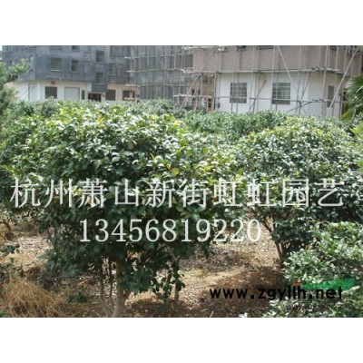 金森女貞球