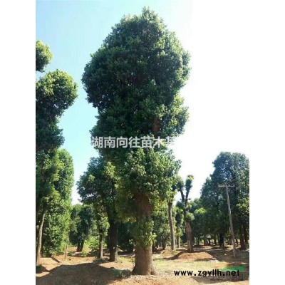 法國冬青行情報(bào)價(jià)/法國冬青圖片展示