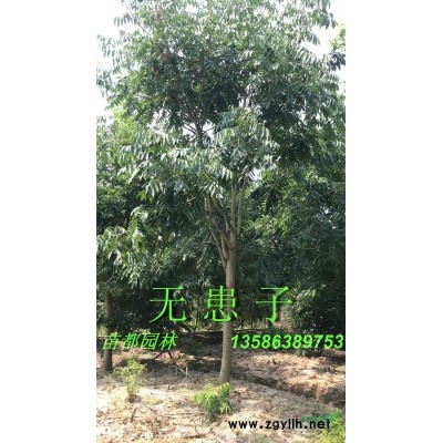 珊瑚樸、南酸棗、苦櫧（青岡櫟）、娜塔櫟、濕地松、