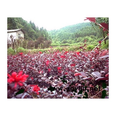 紅花繼木、小葉桅子、金邊黃楊、大葉黃楊
