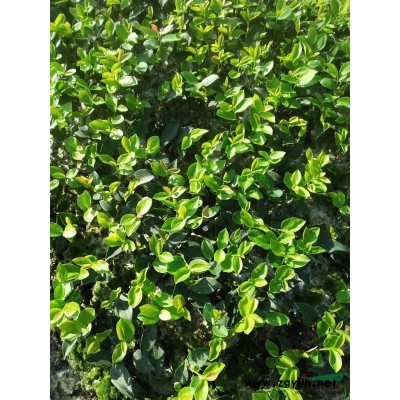 高產油茶苗