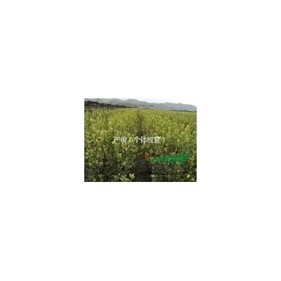 江西長林系油茶苗百萬株供應
