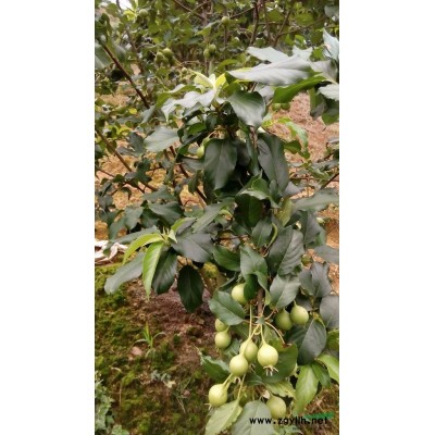 大量供應(yīng)金花茶苗