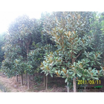 湖南法國冬青高40-200規(guī)格* 湖南苗木基地價格實在附圖