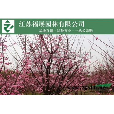 批發金邊黃楊 花邊冬青 金邊冬青 玉邊冬青綠化工程苗