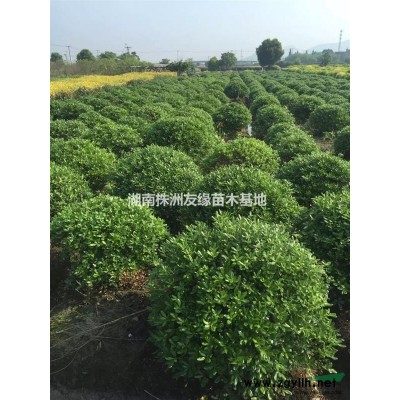 湖南黃楊、瓜子黃楊、湖南優質黃楊種植基地、湖南金邊黃楊