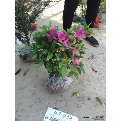 大量金邊黃楊，色塊，小杯，毛球