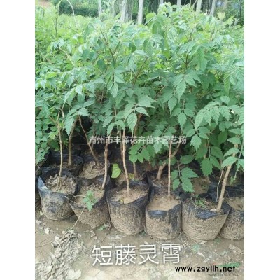 山東金邊黃楊基地，金邊黃楊價格