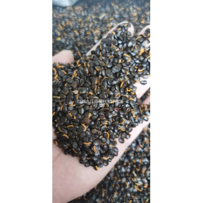 江西柳葉櫟小苗種植基地 1-3公分柳葉娜塔櫟小苗價(jià)格