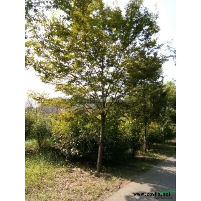 娜塔櫟12-20公分