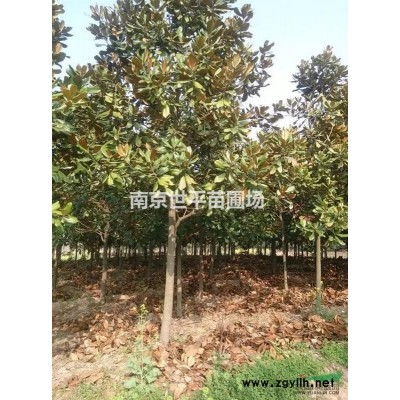 娜塔櫟價格 紅櫟價格 美國紅櫟價格  娜塔櫟10公分價格