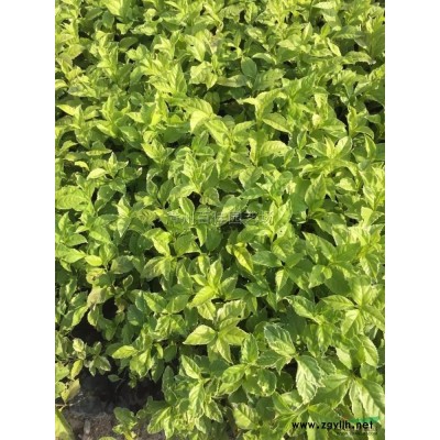 福建茶苗場直銷 25-35 價格1元