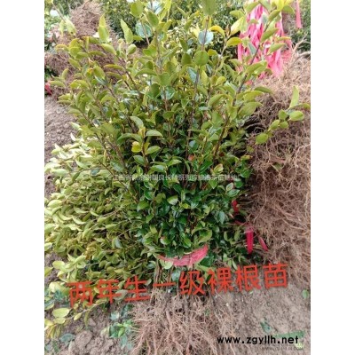 一年生長林系列嫁接油茶苗哪里買？哪里便宜？