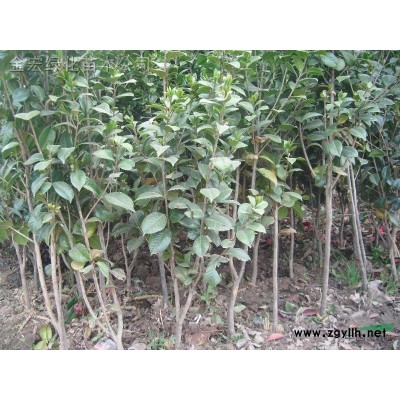 獨(dú)本紅葉石楠