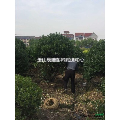 金邊黃楊色塊小苗