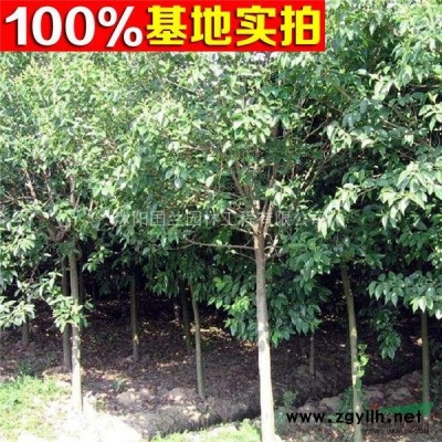 40cm-50cm金邊黃楊工程苗苗圃種苗金邊黃楊基地直供