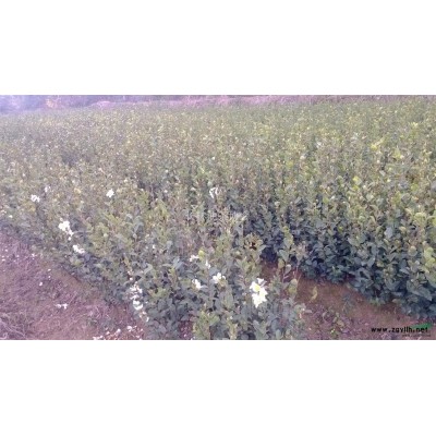 長林系油茶苗