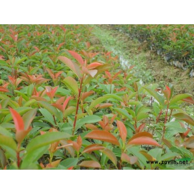 紅葉石楠
