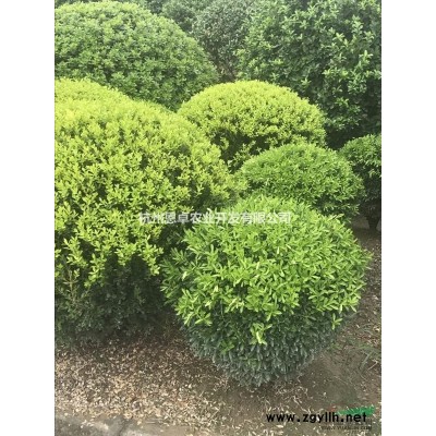 金邊黃楊