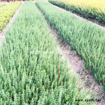 金邊黃楊苗批發(fā) 常綠灌木 園林綠化苗木金邊衛(wèi)茅